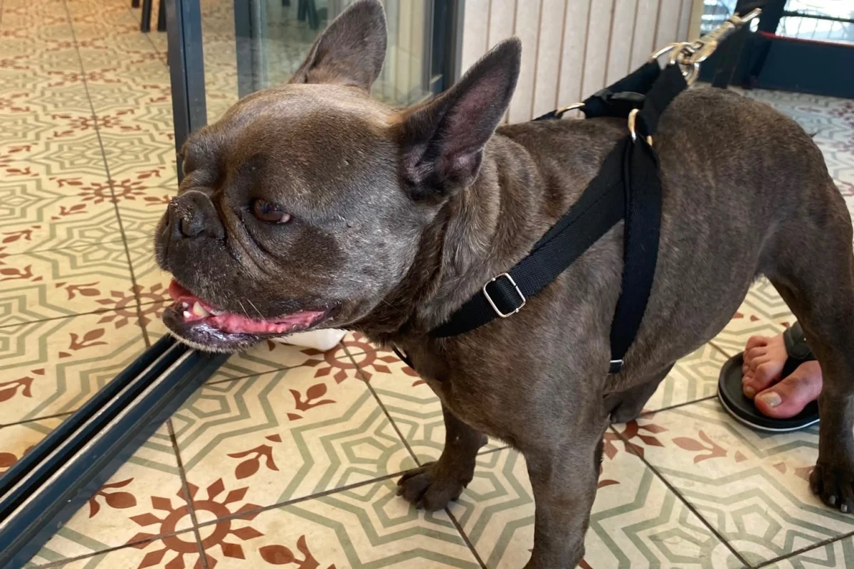 SEVİMLİ DİŞİ FRENCH BULLDOG 1.5 YAŞINDA KOMPAKT EGZOTİK 1
