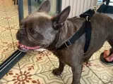SEVİMLİ DİŞİ FRENCH BULLDOG 1.5 YAŞINDA KOMPAKT EGZOTİK