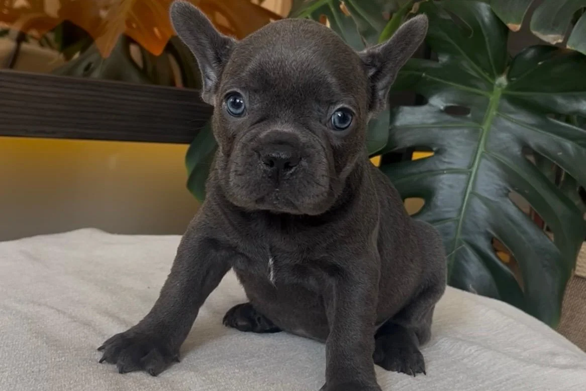 RENGARENK FRENCH BULLDOG YAVRULARIM EGZOTİK 4