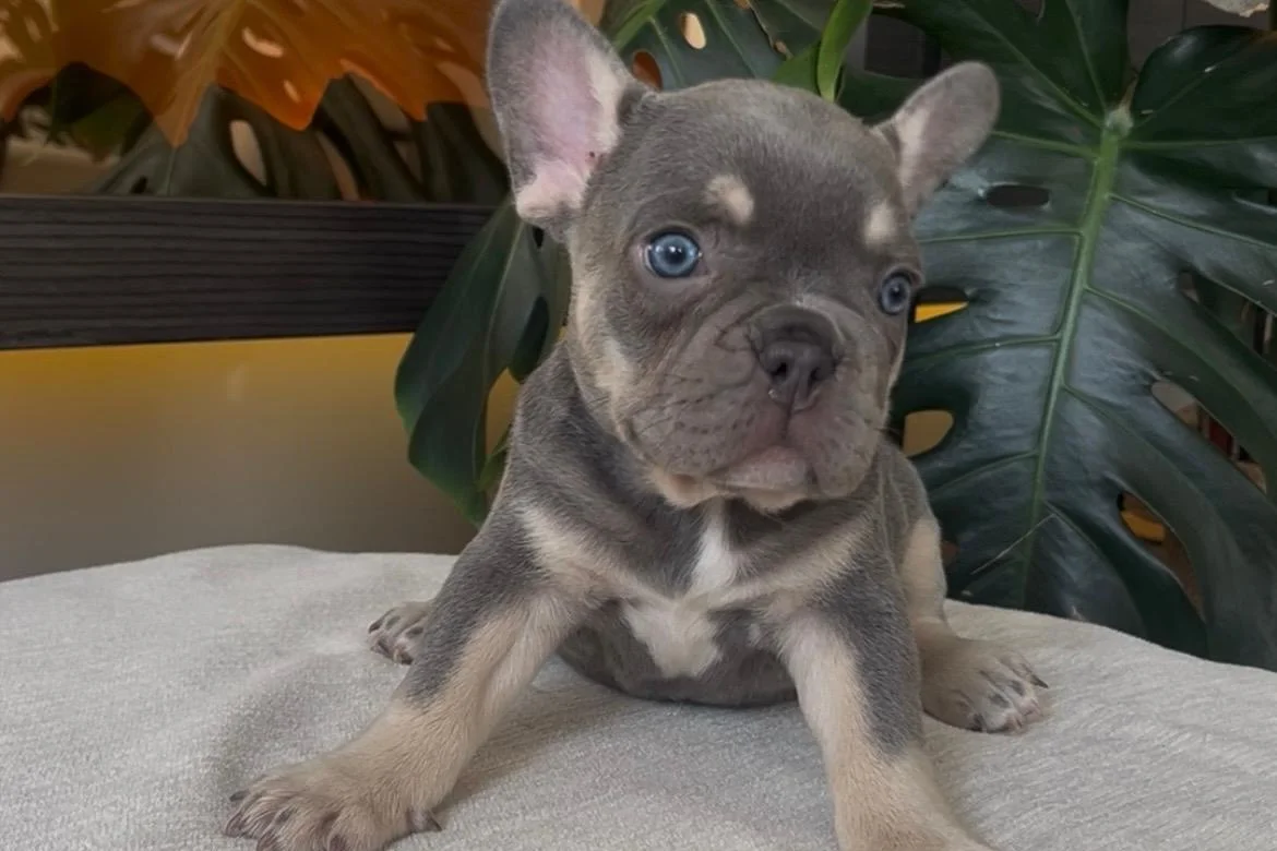 RENGARENK FRENCH BULLDOG YAVRULARIM EGZOTİK 5