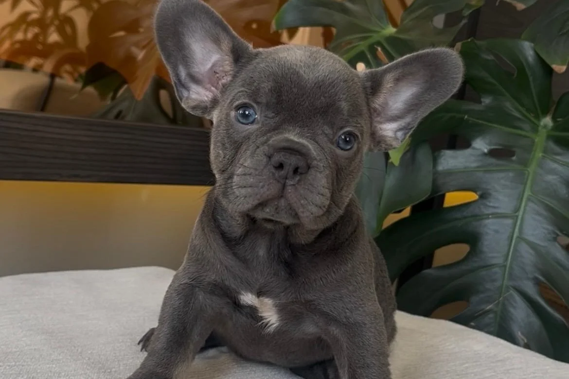 RENGARENK FRENCH BULLDOG YAVRULARIM EGZOTİK 1