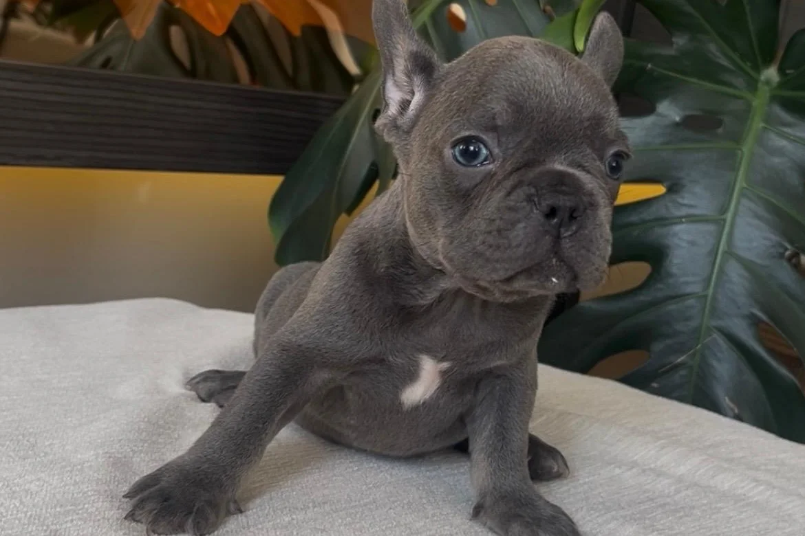 RENGARENK FRENCH BULLDOG YAVRULARIM EGZOTİK 2