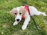 3 aylık dişi Golden Retriever