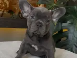 RENGARENK FRENCH BULLDOG YAVRULARIM EGZOTİK