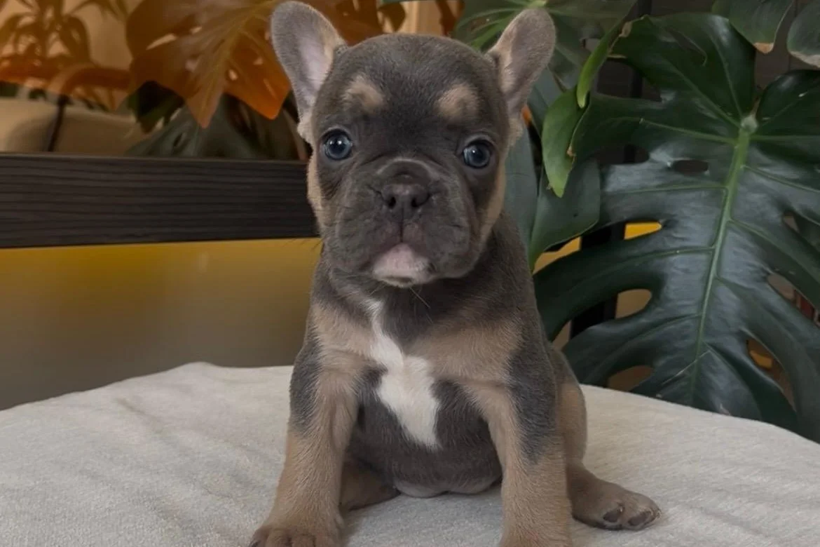 RENGARENK FRENCH BULLDOG YAVRULARIM EGZOTİK 3
