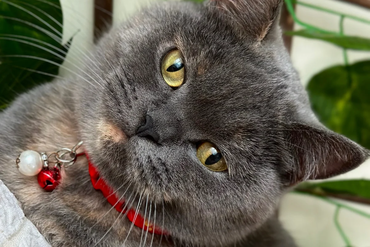 2 yaşında dişi british shorthair 6