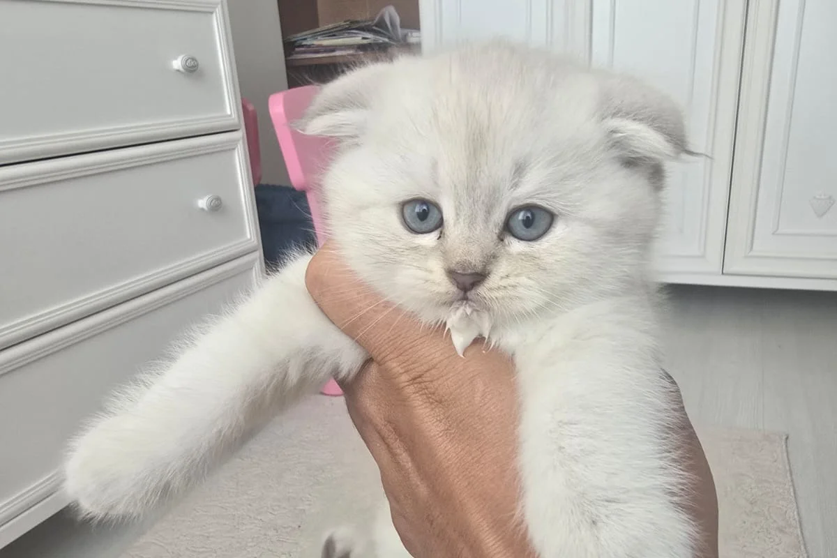 2 aylık scottish fold bebekler 1