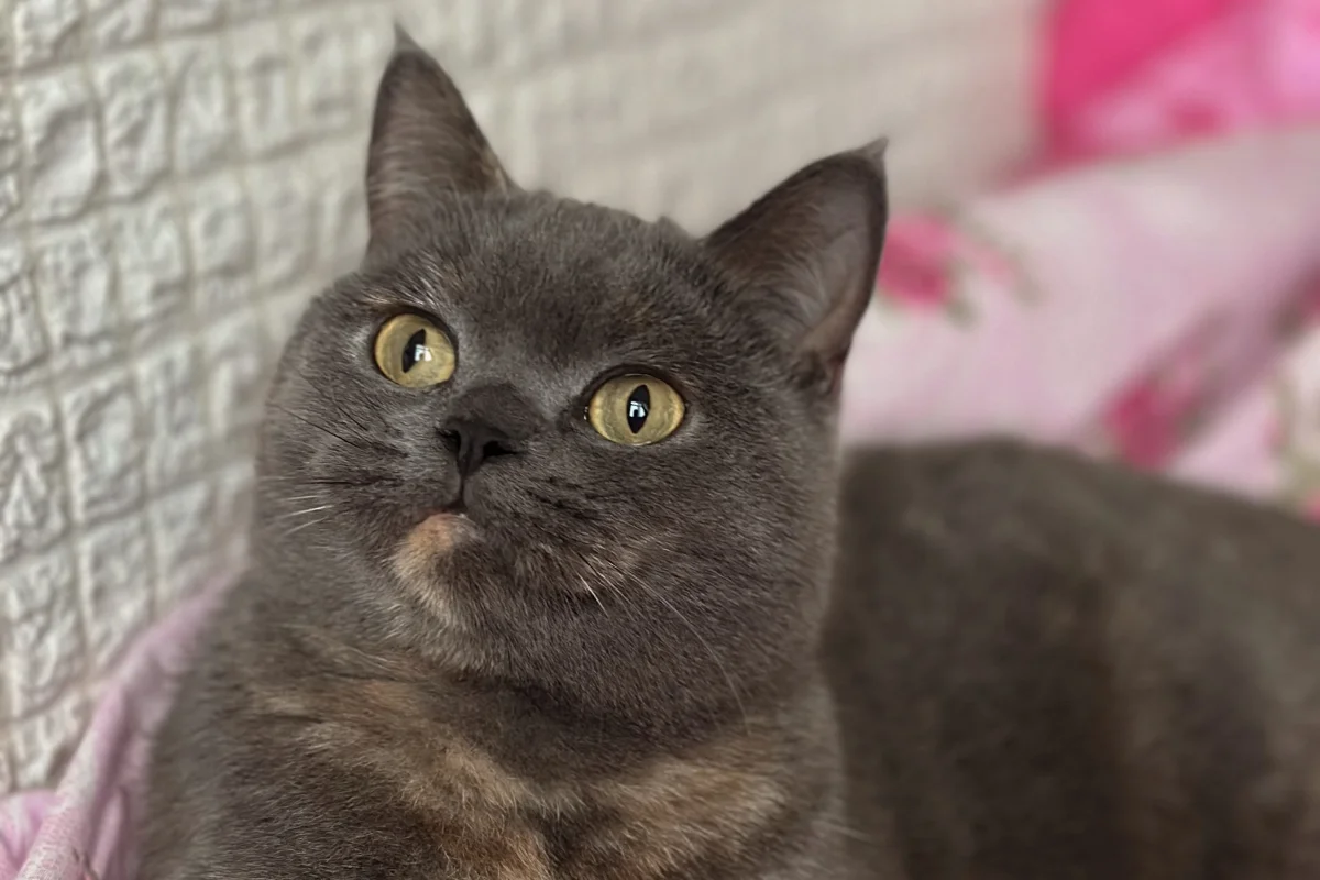 2 yaşında dişi british shorthair 1