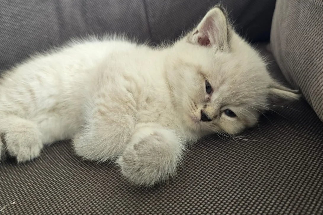 2 aylık scottish fold bebekler 3
