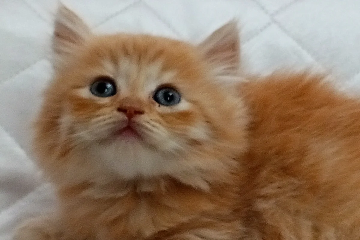 SAFKAN yavrular 7