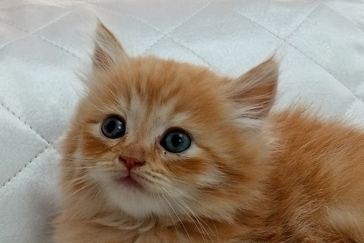 SAFKAN yavrular 3