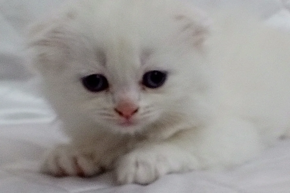 SAFKAN yavrular 6
