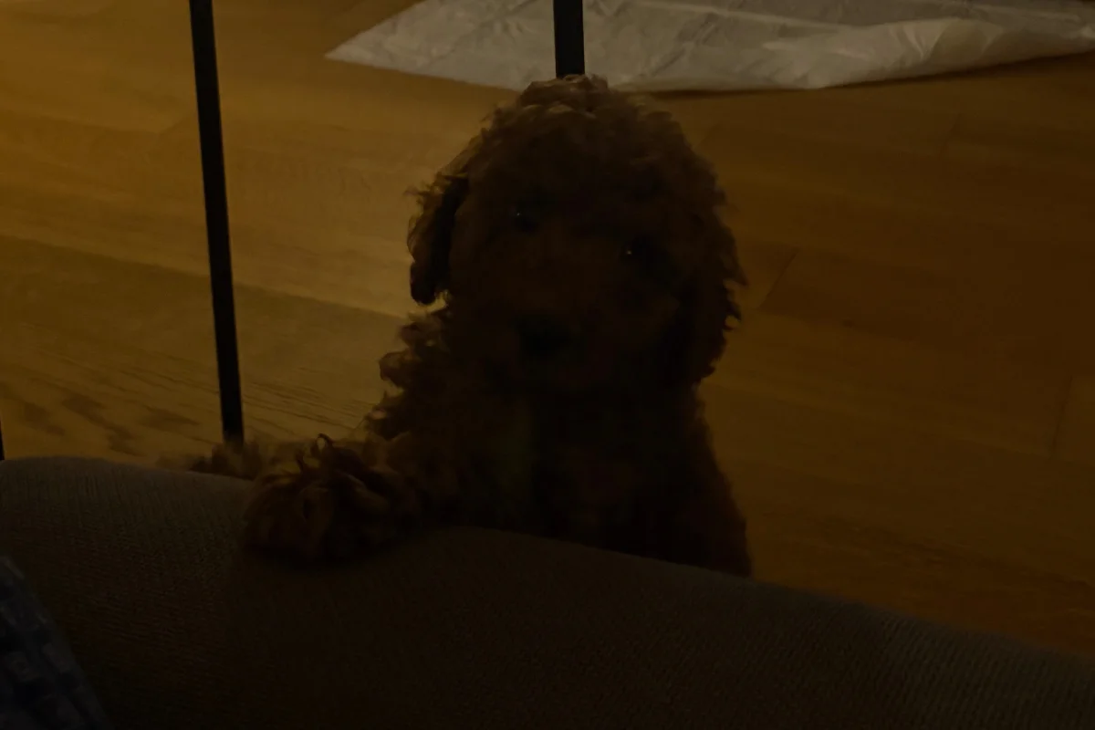 3 aylık yavru toy poodle 2