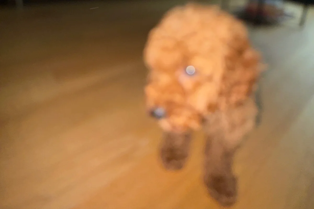 3 aylık yavru toy poodle 3