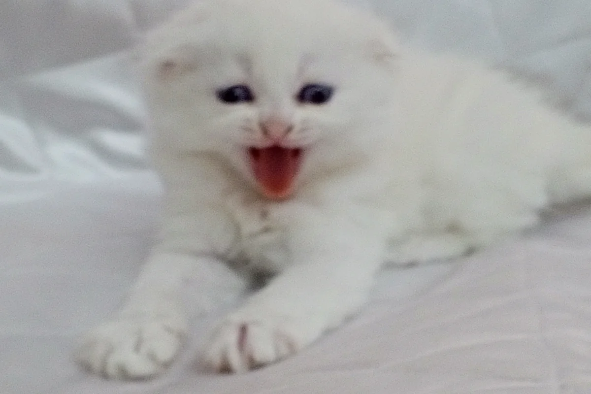 SAFKAN yavrular 8