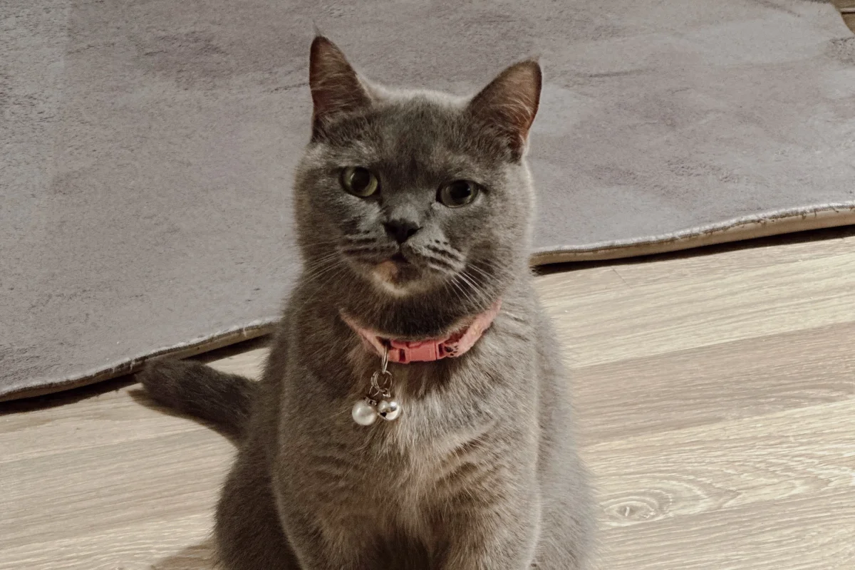 2 yaşında dişi british shorthair 4