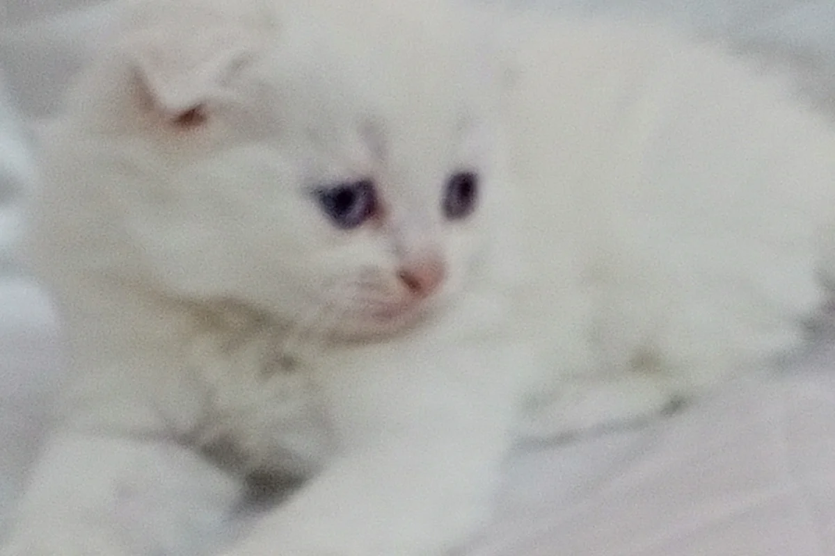 SAFKAN yavrular 2