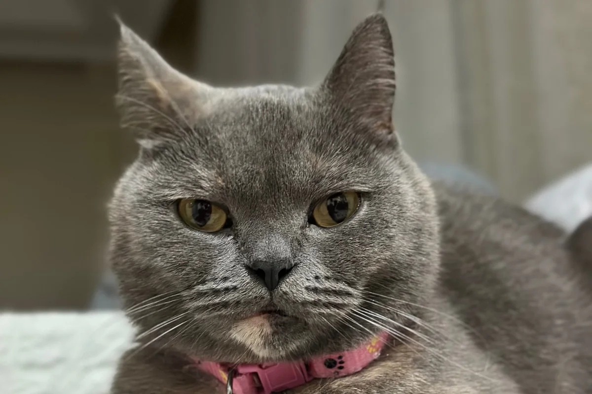 2 yaşında dişi british shorthair 5