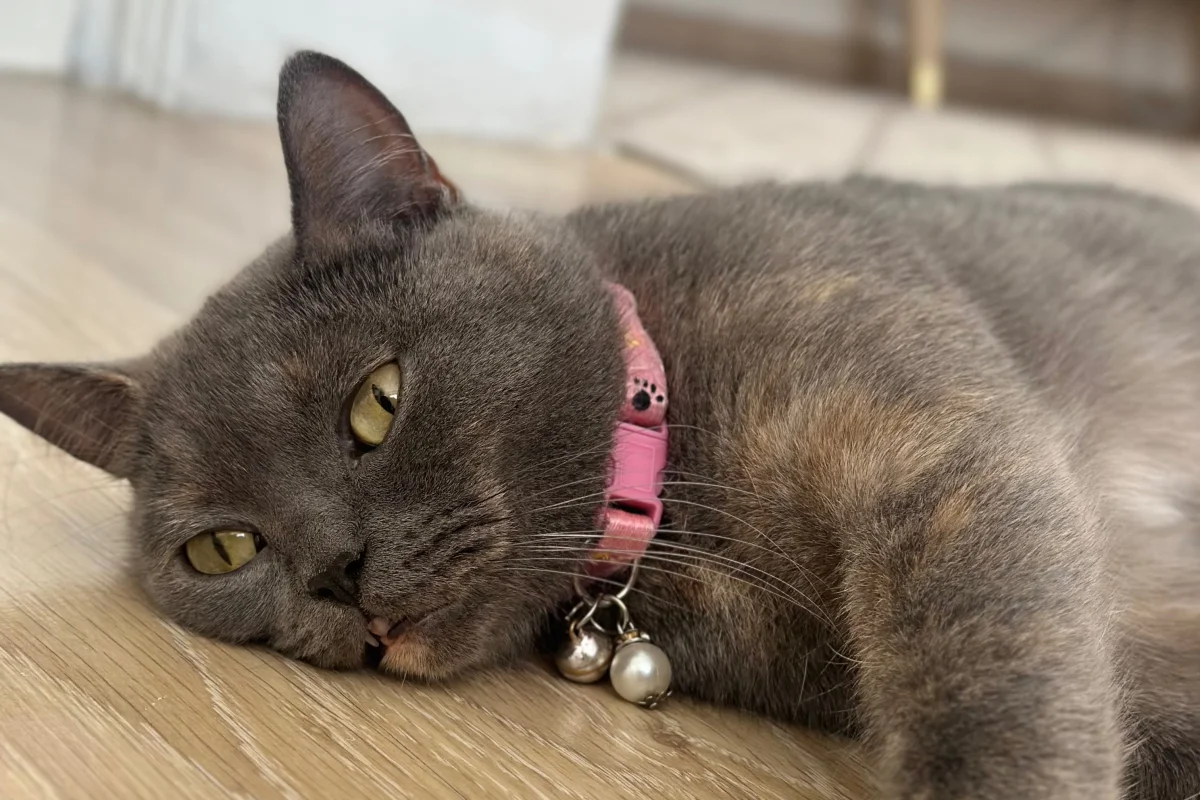 2 yaşında dişi british shorthair 3