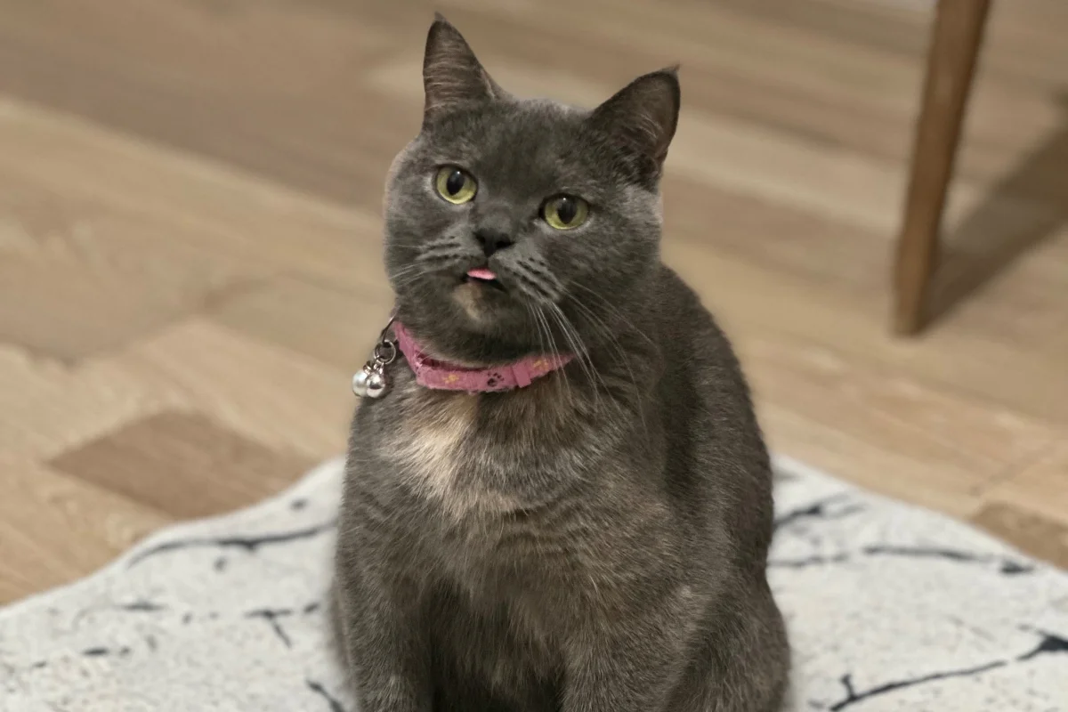 2 yaşında dişi british shorthair 2