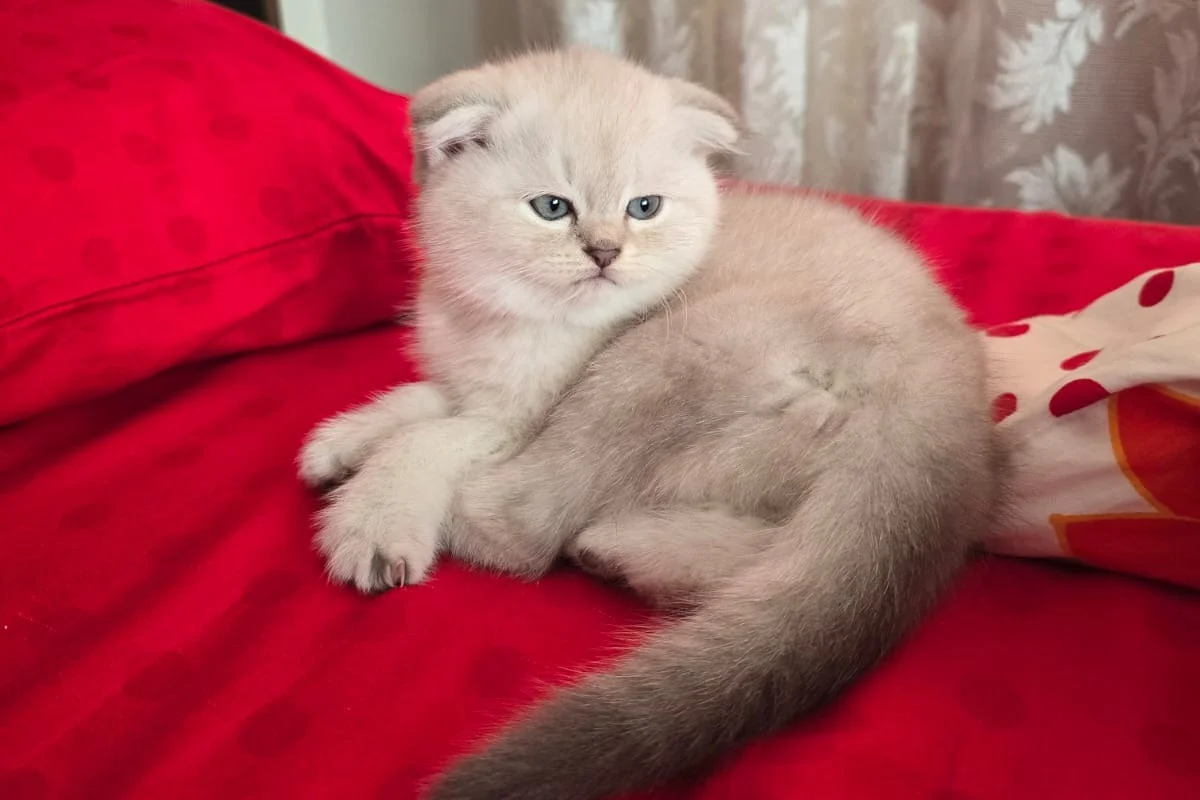 2 aylık scottish fold bebekler 2