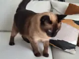 Siyam Kedisi 2 Yaşında Erkek Kısırlaştırılmış Sevecen Çekingen