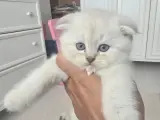 2 aylık scottish fold bebekler