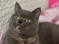 2 yaşında dişi british shorthair