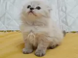 SAFKAN yavrular