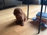 3 aylık yavru toy poodle