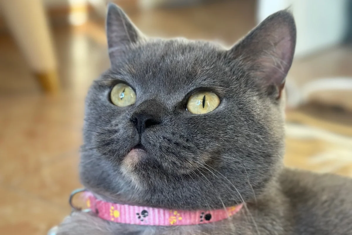 2 yaşında dişi british shorthair 7