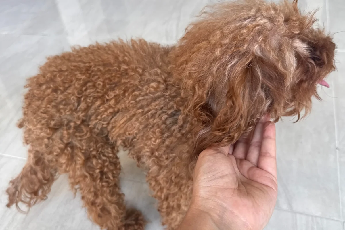 Micro toy poodle uygun fiyatlı 2