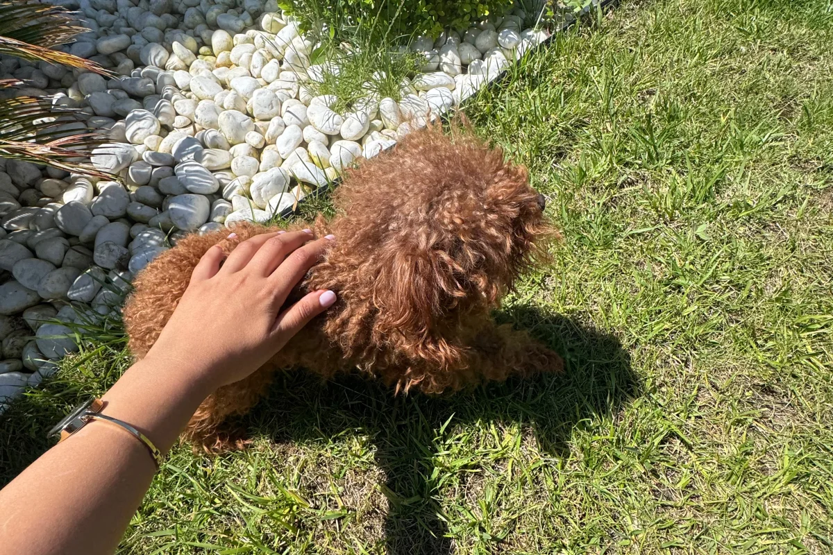 Micro toy poodle uygun fiyatlı 4