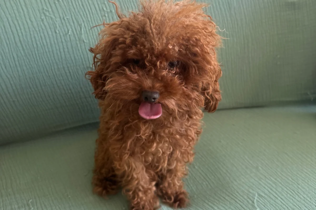 Micro toy poodle uygun fiyatlı 3