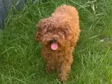 Micro toy poodle uygun fiyatlı