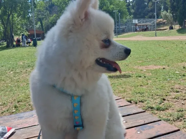 erkek pomeranian 7 aylık satılık