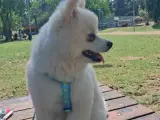 erkek pomeranian 7 aylık satılık