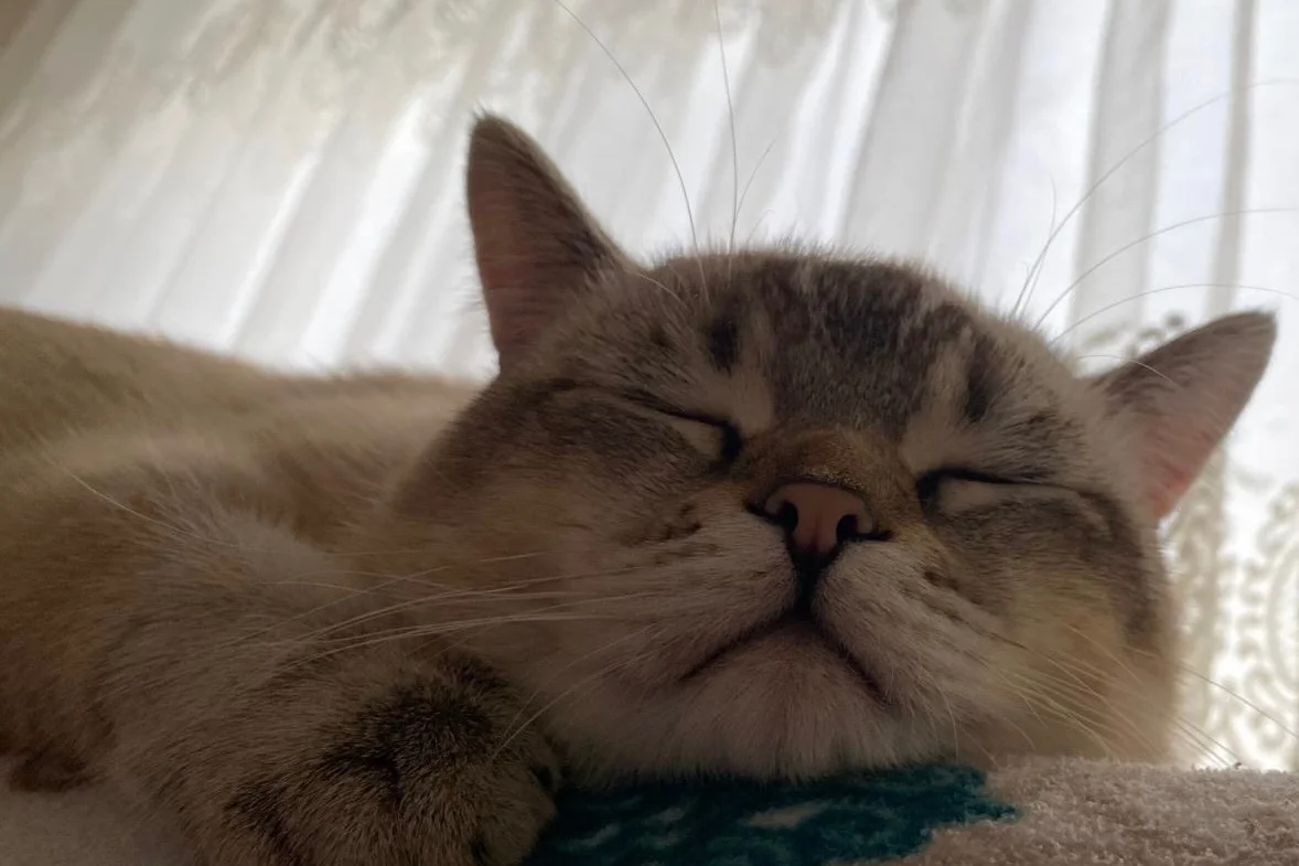 British Gri Beyaz Erkek Kedi Ücretsiz  3