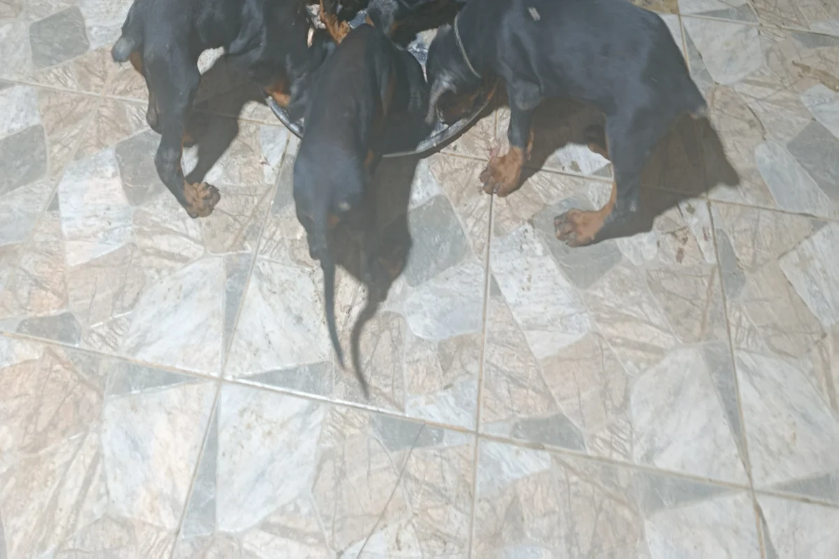 A ŞECERELİ Doberman yavruları tüm aşıları kontrolleri yapılmıştır 5