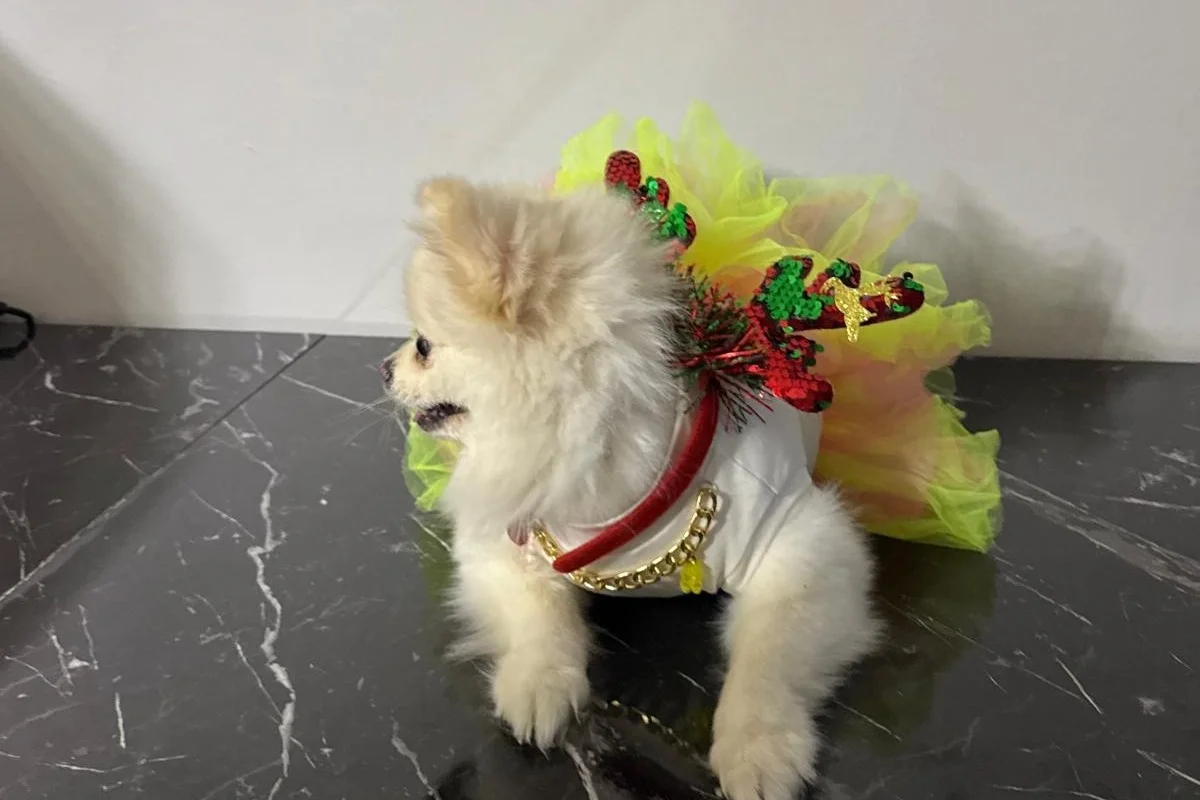 1 yaşında dişi pomerian boo 3