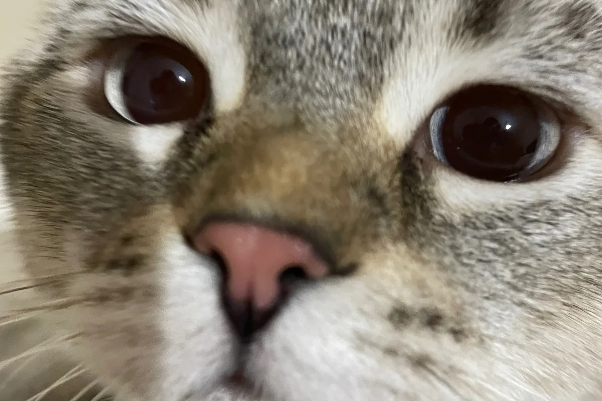 British Gri Beyaz Erkek Kedi Ücretsiz  2