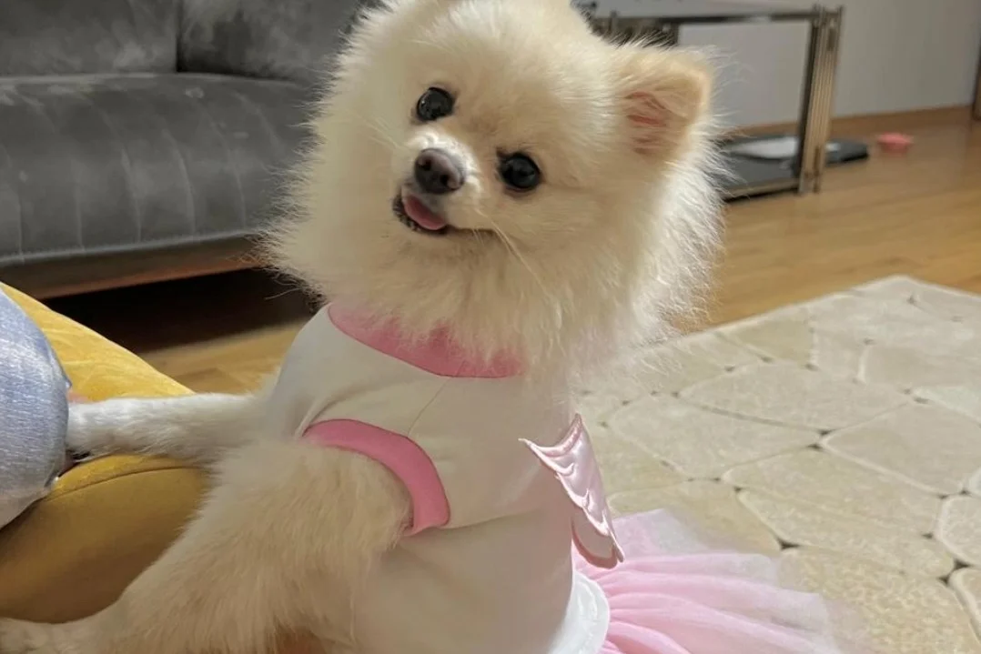 1 yaşında dişi pomerian boo 2