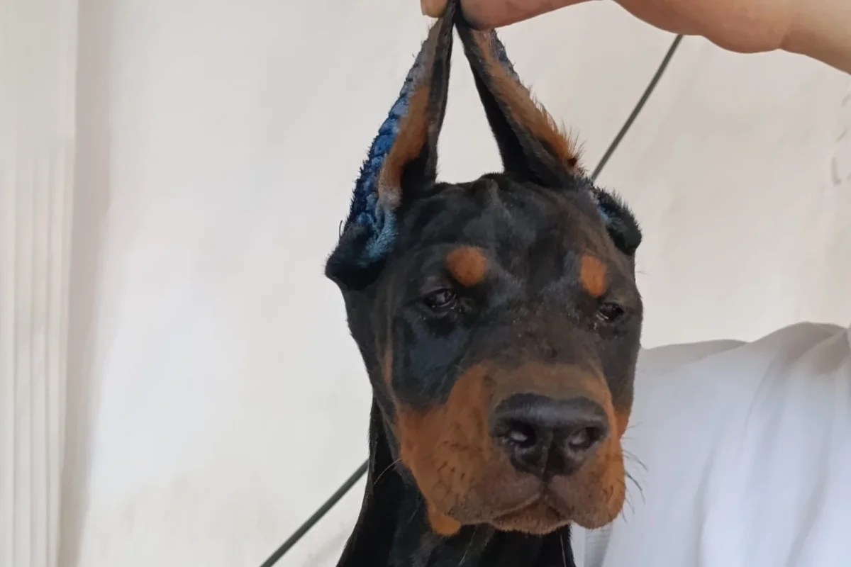 A ŞECERELİ Doberman yavruları tüm aşıları kontrolleri yapılmıştır 4