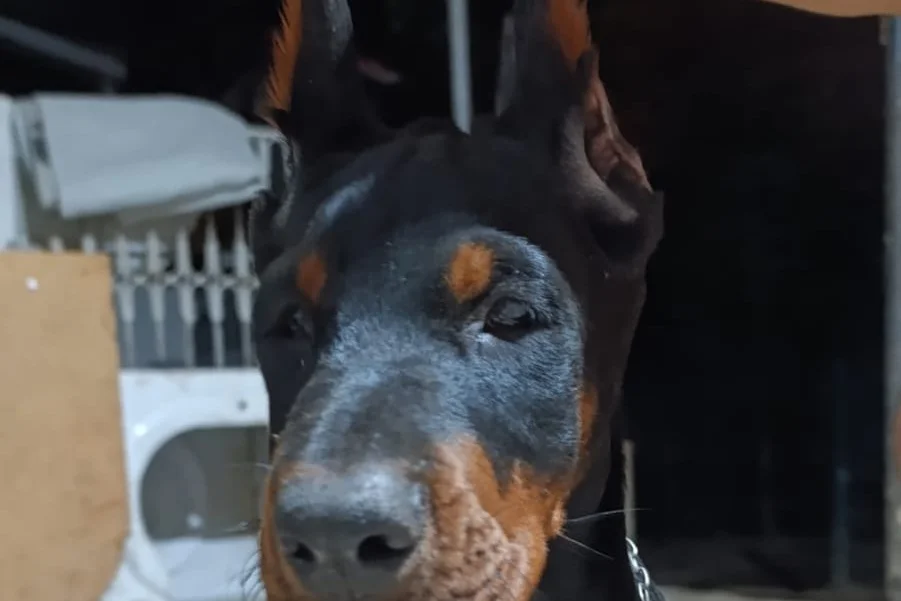 A ŞECERELİ Doberman yavruları tüm aşıları kontrolleri yapılmıştır 2