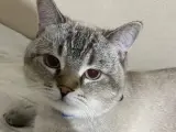 British Gri Beyaz Erkek Kedi Ücretsiz 