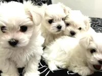 0 numara maltese bebeklerimiz