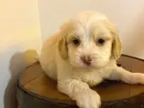 Ev Doğumu Maltipoo bebeklerimiz
