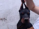 A ŞECERELİ Doberman yavruları tüm aşıları kontrolleri yapılmıştır