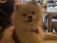 1 yaşında dişi pomerian boo