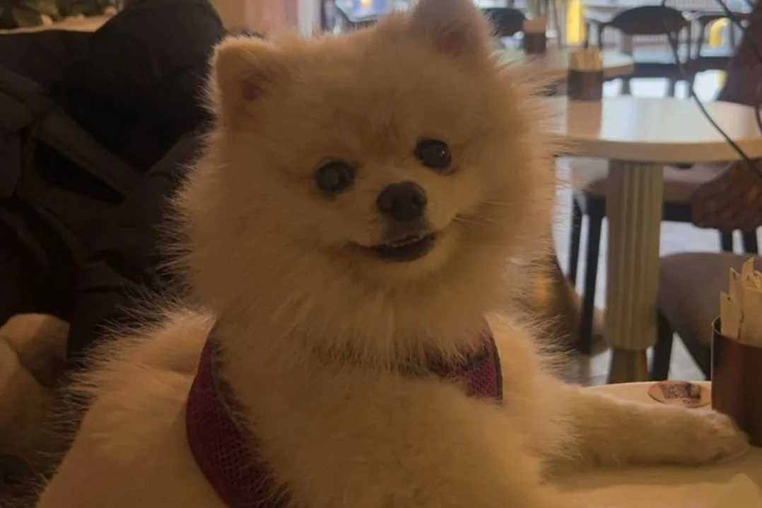 1 yaşında dişi pomerian boo 1